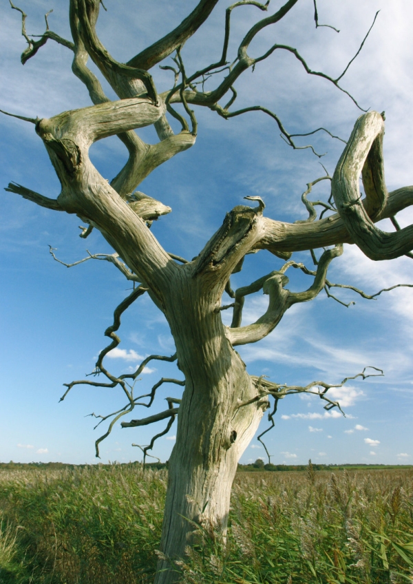 A sculptural dead oak tree on the marshes at Snape Maltings in Suffolk