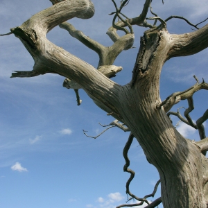 A close up of a dead oak tree on the marshes near Snape Maltings in Suffolk