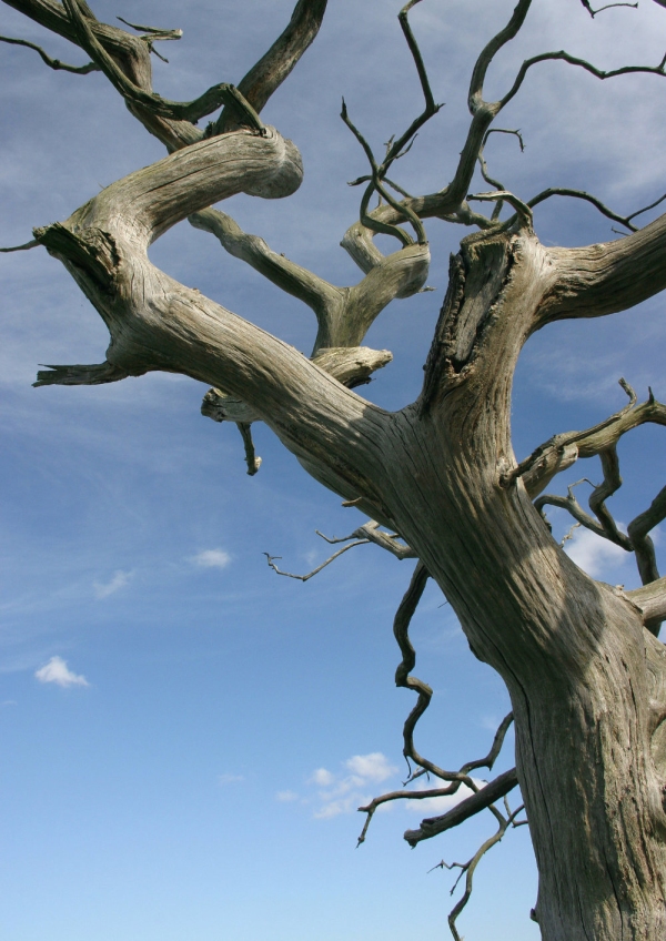 A close up of a dead oak tree on the marshes near Snape Maltings in Suffolk