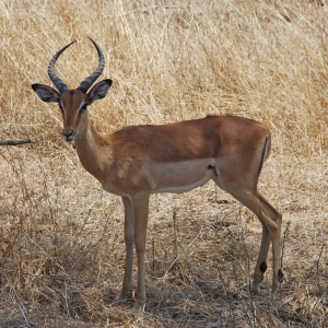 An african antelope on the plains looking at the camera