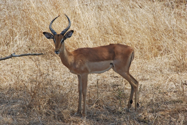 An african antelope on the plains looking at the camera