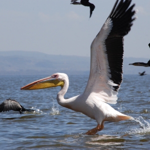 A pelican in flight, with cormorants in the background