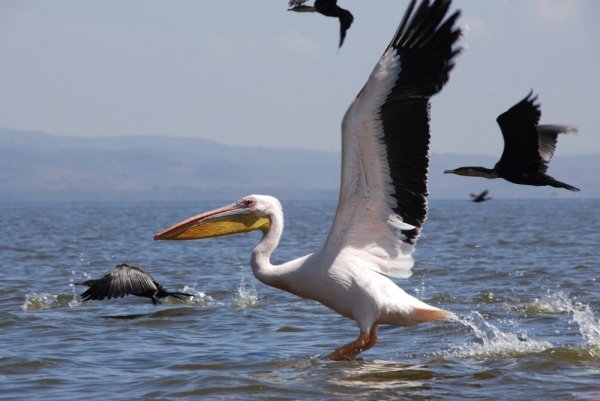 A pelican in flight, with cormorants in the background