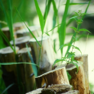 wooden stakes on the riverbank