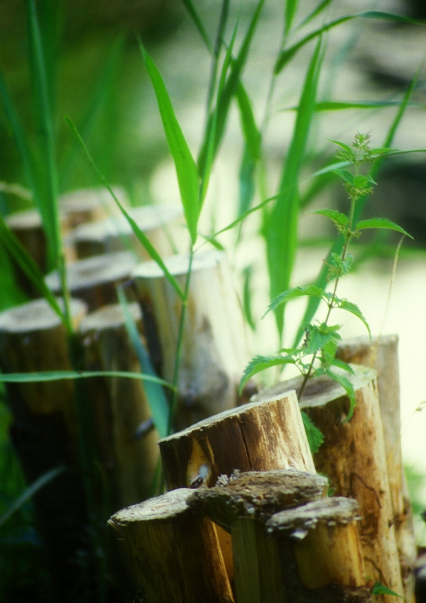 wooden stakes on the riverbank