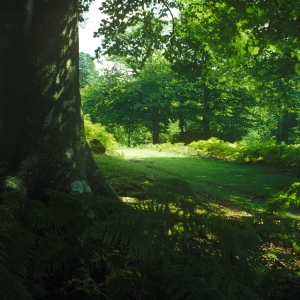 A woodland path in the New Forest