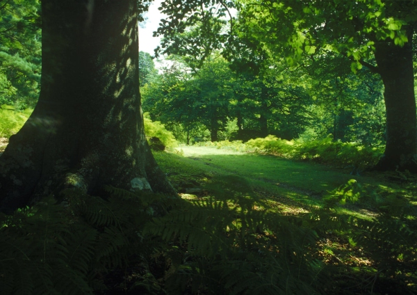 A woodland path in the New Forest