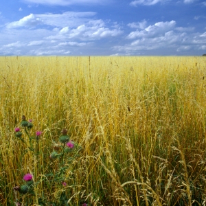 A summer wheat field at harvest time