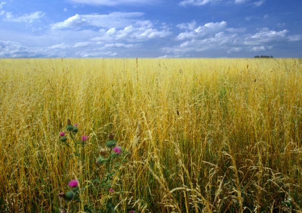 A summer wheat field at harvest time