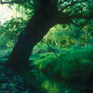 A woodland stream in a dark forest