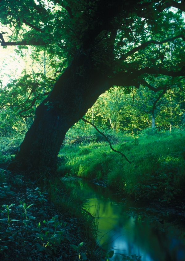 A woodland stream in a dark forest