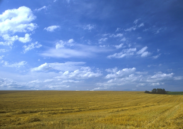 A recently harvested wheat field against a brilliantly blue sky