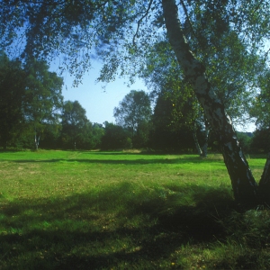 A woodland clearing with a silver birch tree in the foreground