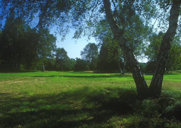 A woodland clearing with a silver birch tree in the foreground