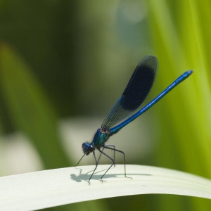 A damselfly perched on a reed stalk on a river bank on a summer afternoon