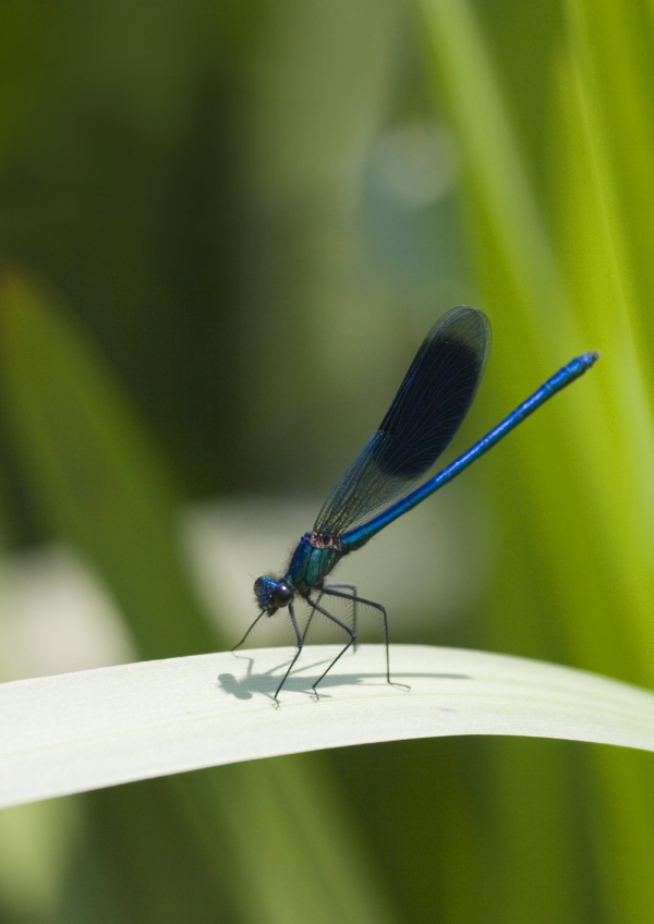 A damselfly perched on a reed stalk on a river bank on a summer afternoon