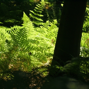 A summer wood with backlit bracken in the sunshine