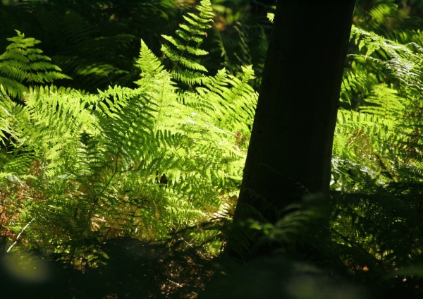 A summer wood with backlit bracken in the sunshine