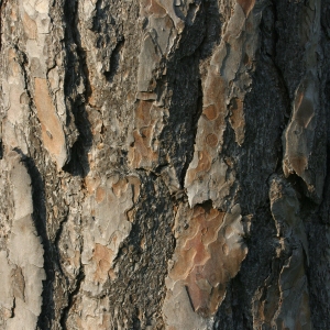 A close up of the bark on a large coniferous tree