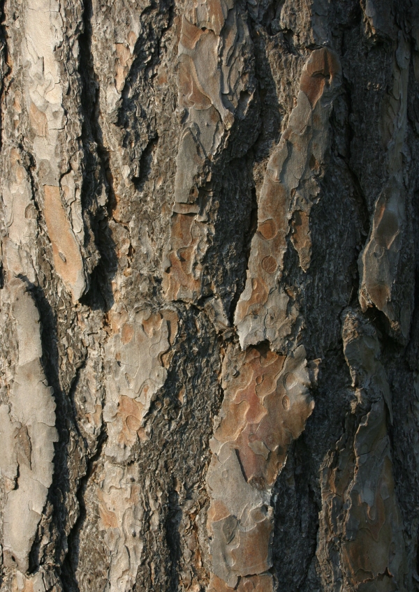 A close up of the bark on a large coniferous tree