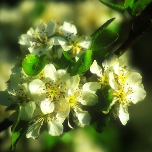 A close view of apple blossom in the spring sunshine