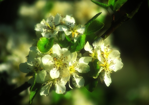 A close view of apple blossom in the spring sunshine