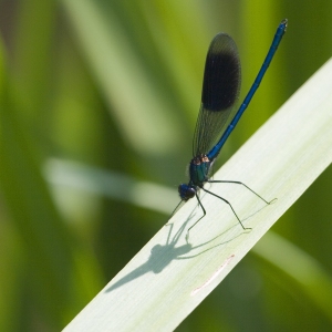 A close up view of a damselfly or demoiselle on a reed stalk in the sunshine