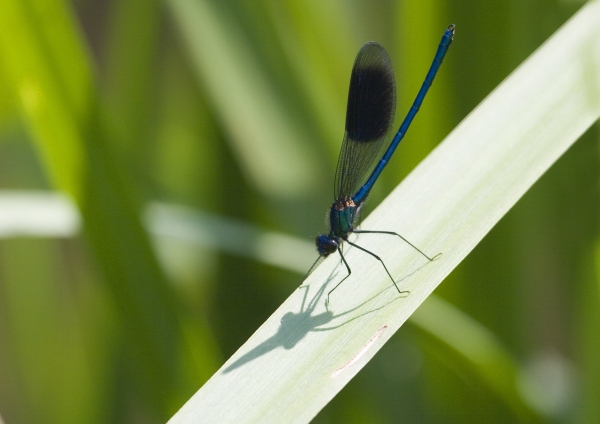 A close up view of a damselfly or demoiselle on a reed stalk in the sunshine