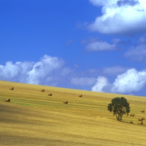 A harvested hillside wheat field