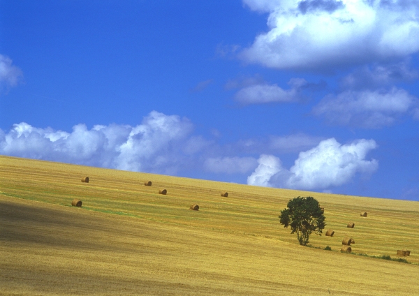 A harvested hillside wheat field