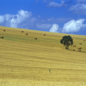 A hilly wheat field after harvesting, with straw bales in the distance