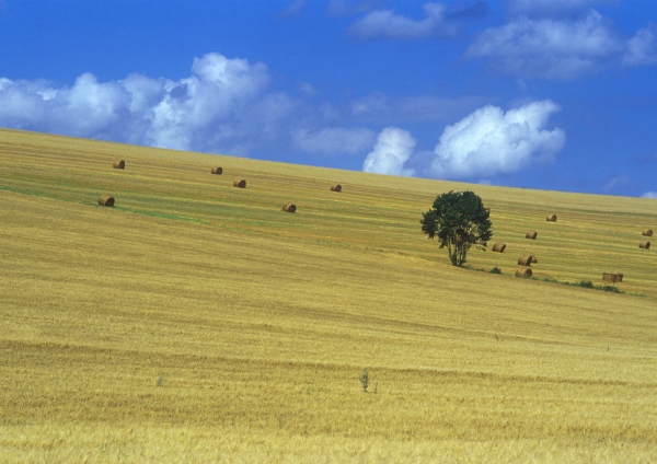 A hilly wheat field after harvesting, with straw bales in the distance