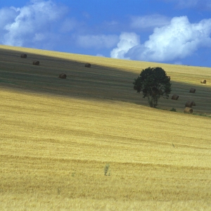 A recently harvested wheat field with a single tree in the middle