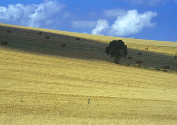 A recently harvested wheat field with a single tree in the middle