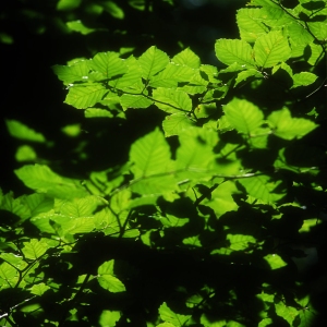 New leaves on a tree in springtime