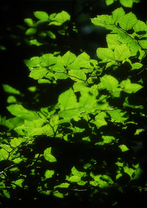 New leaves on a tree in springtime