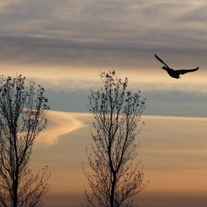 A goose flying over winter trees with spectacular sky