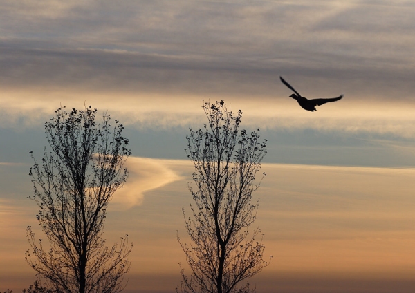 A goose flying over winter trees with spectacular sky