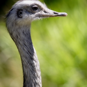 Close up of an ostrich head