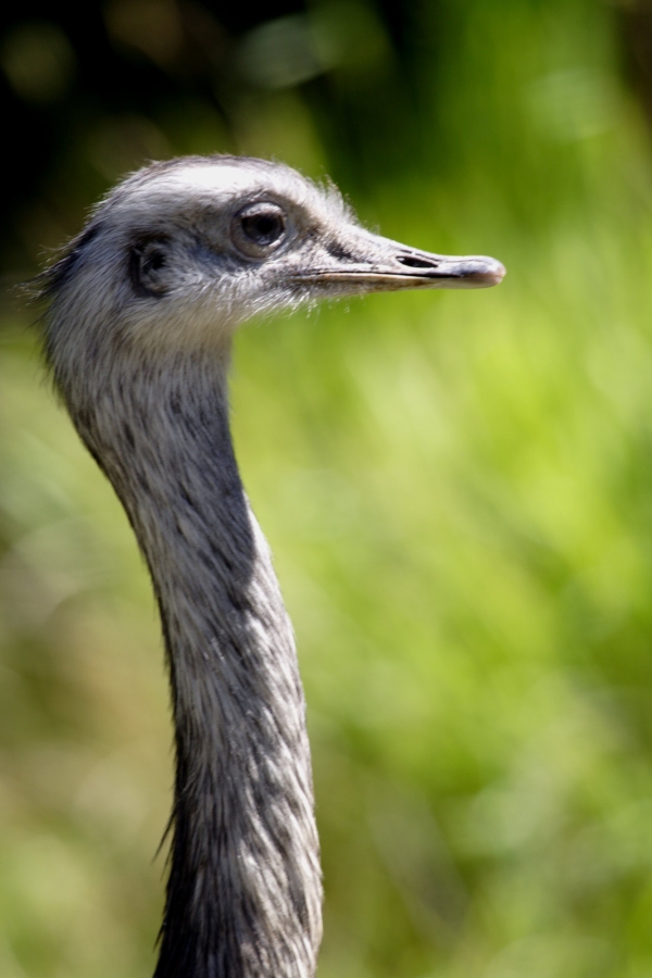 Close up of an ostrich head