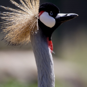 African crowned crane close up