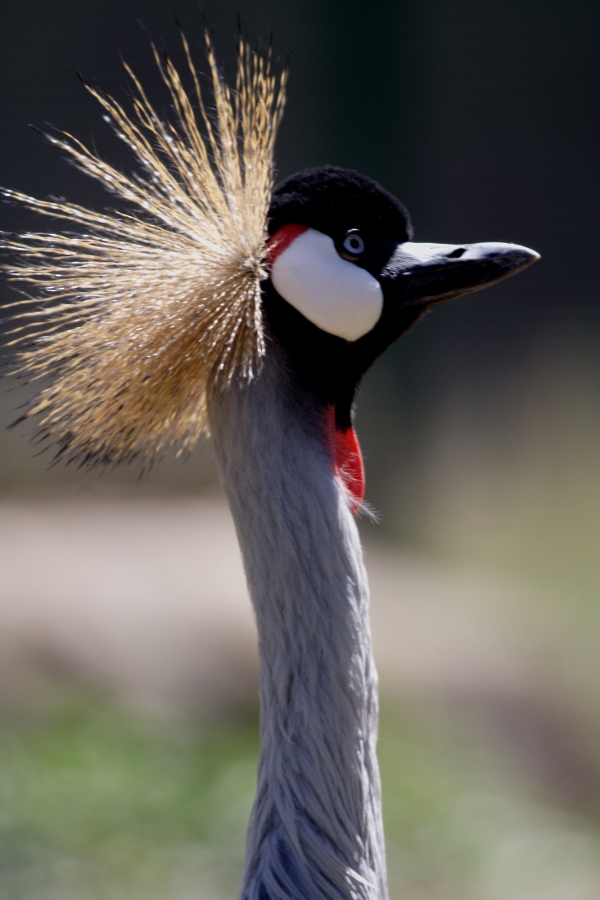 African crowned crane close up