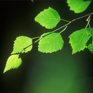 New leaves close up