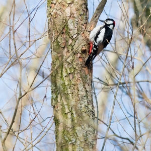 A greater spotted woodpecker feeding on a tree trunk