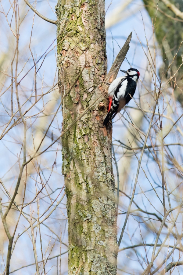 A greater spotted woodpecker feeding on a tree trunk