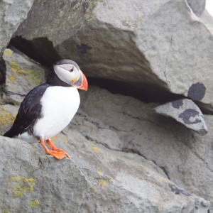 A puffin sitting on a cliff face