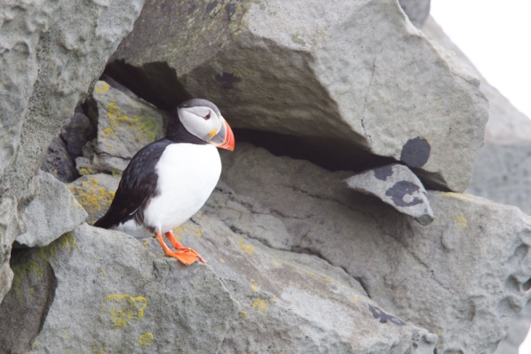 A puffin sitting on a cliff face