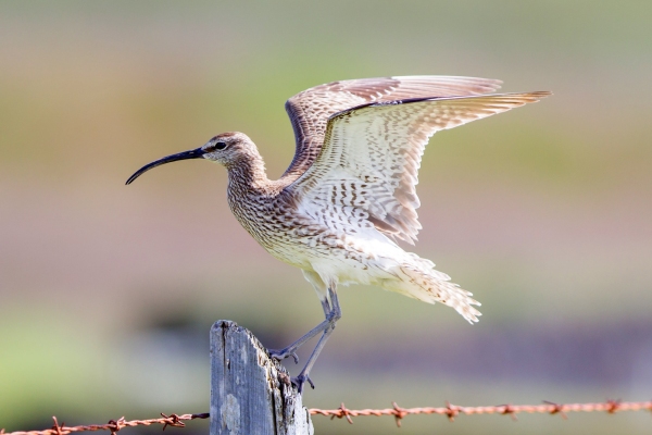 Whimbrel standing on a wooden pole - Summer in Iceland