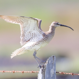 Whimbrel standing on a wooden pole - Summer in Iceland