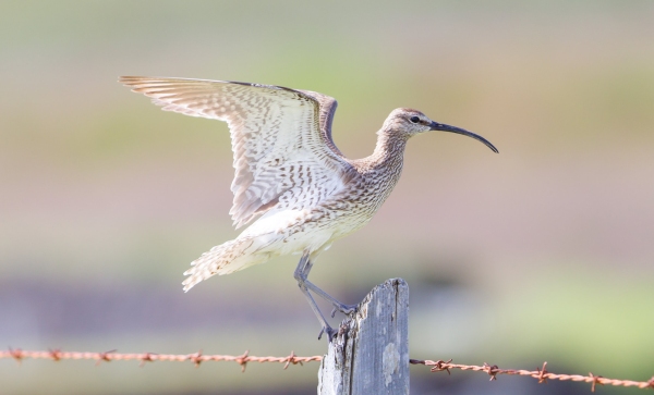 Whimbrel standing on a wooden pole - Summer in Iceland